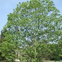Hovenia dulcis